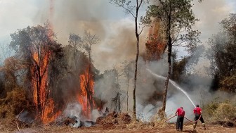 Incêndios florestais têm aumento alarmante no mês de janeiro