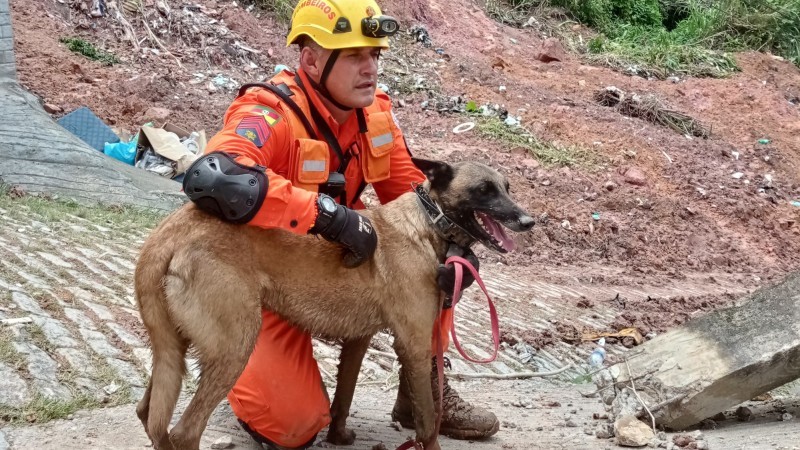 Um cachorro estava procurando emprego, depois de muito tempo de